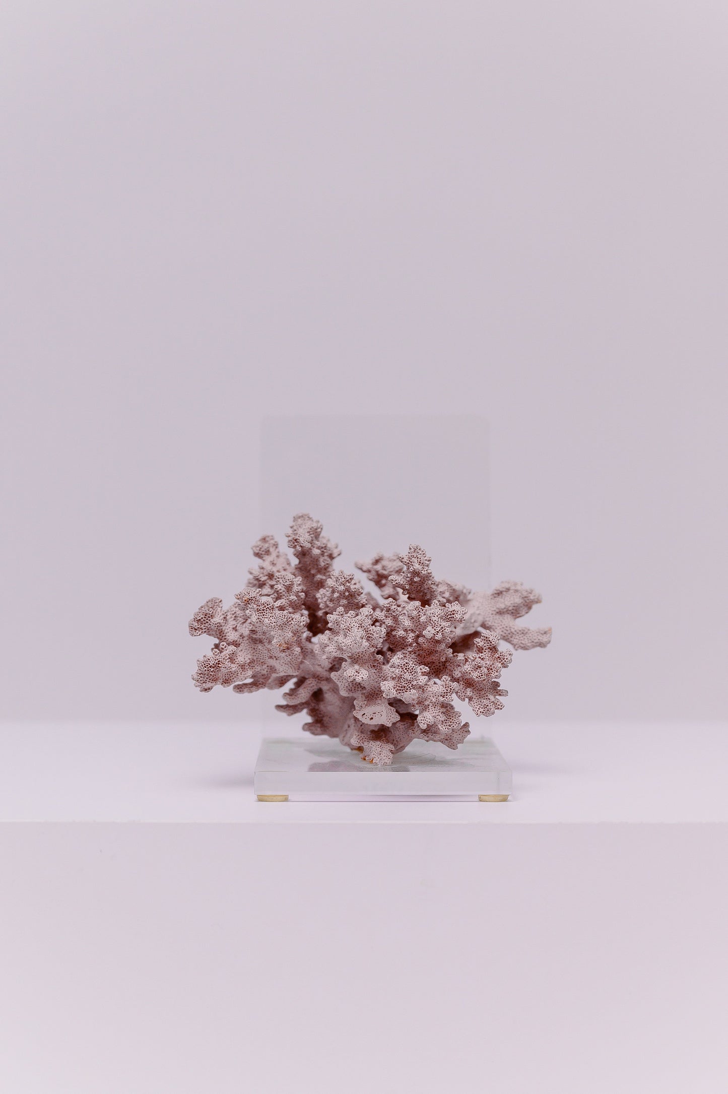 Decorative Pink Cauliflower Coral