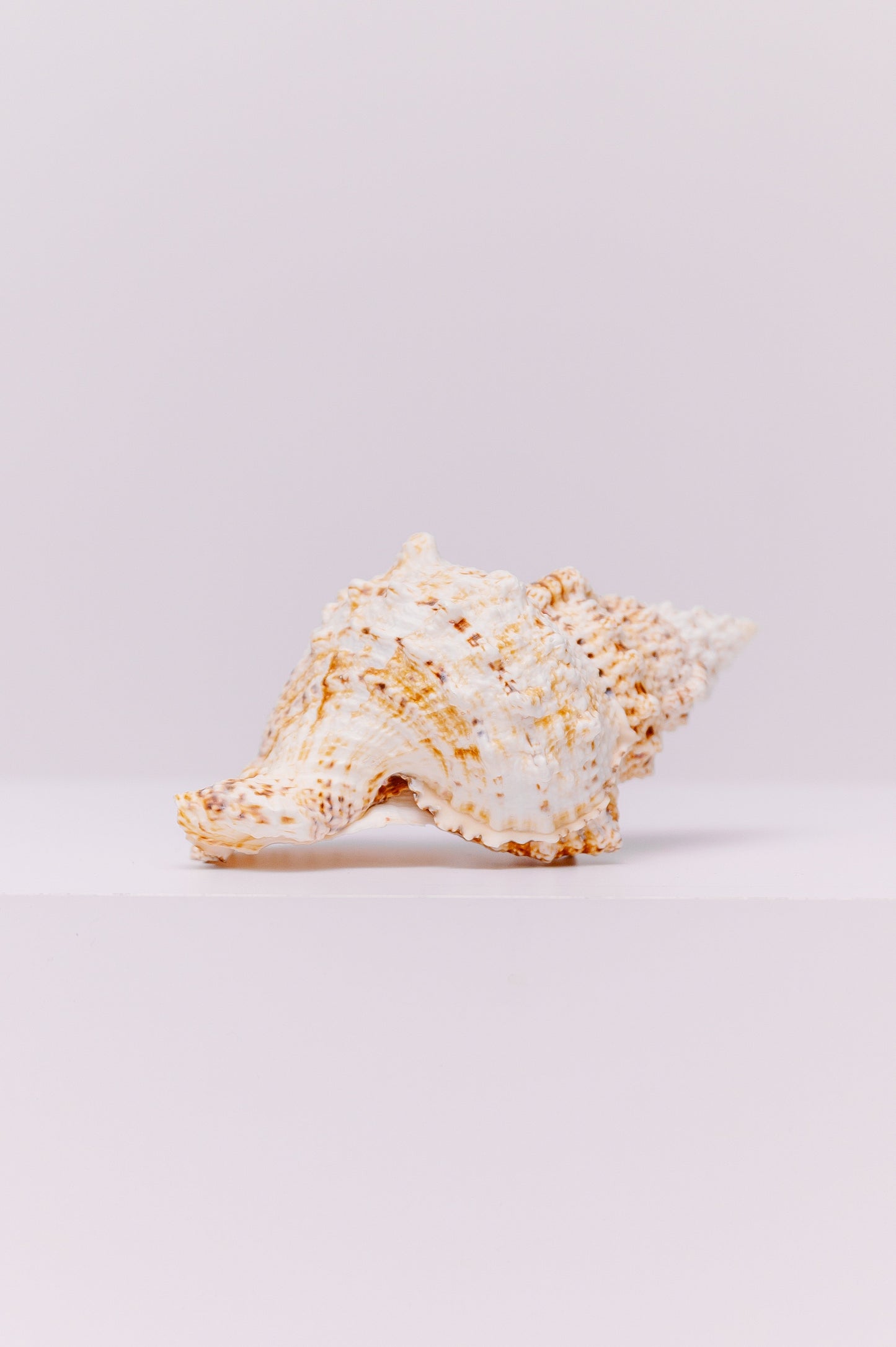 Natural Giant Frog Seashell