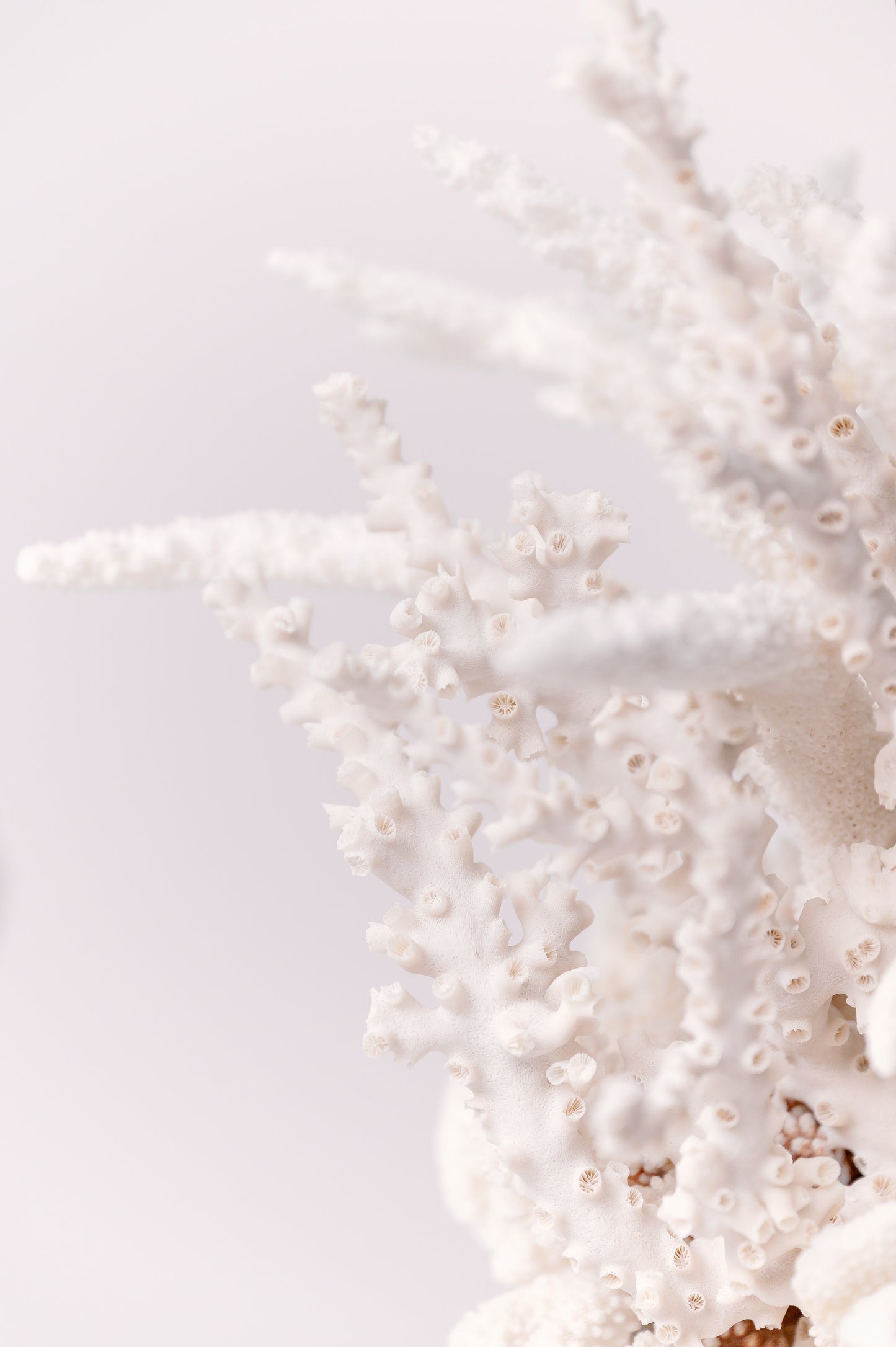 Pair of White Acrylic Coral Table Lamp