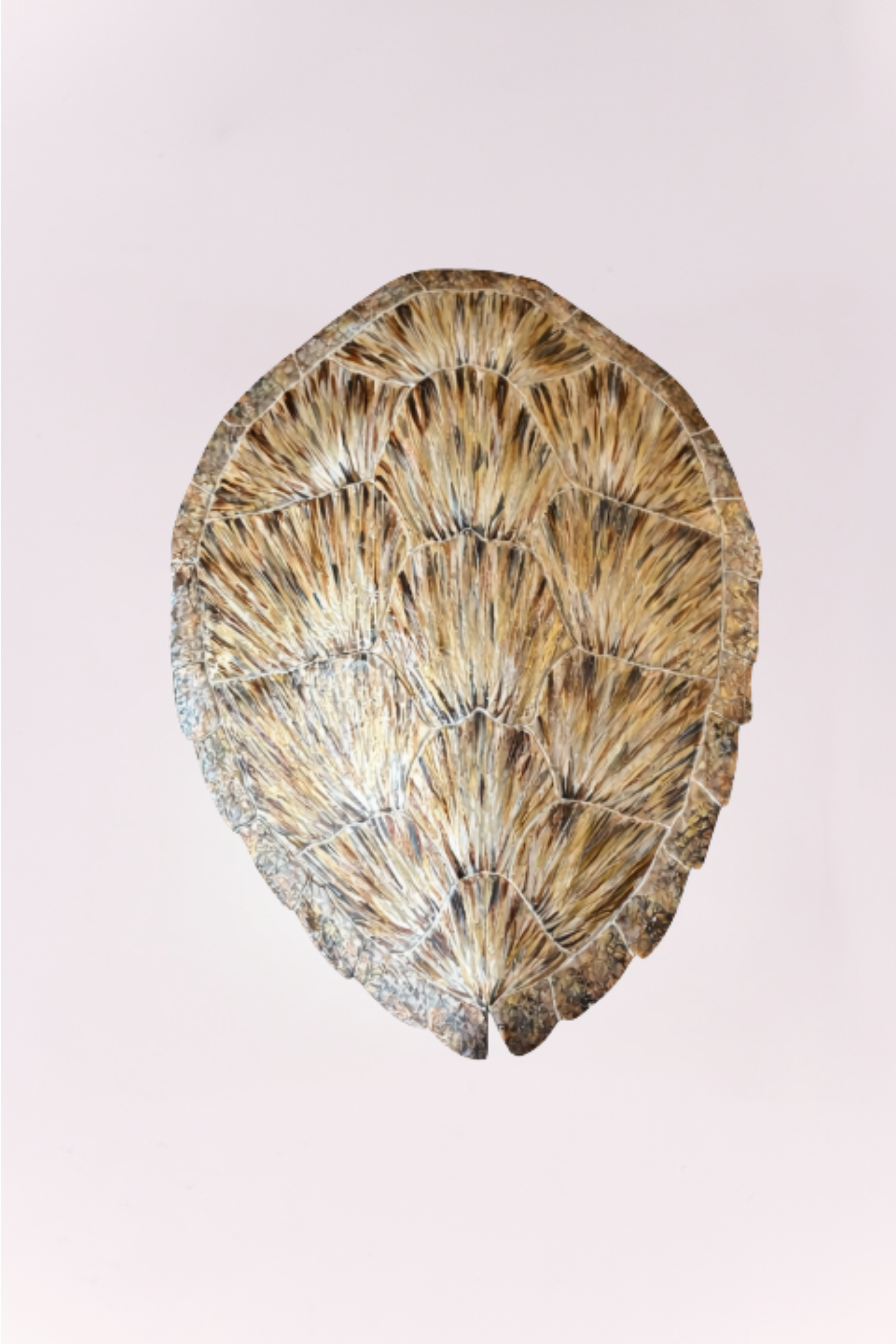 Turtle Shell Wall Decor - Brown