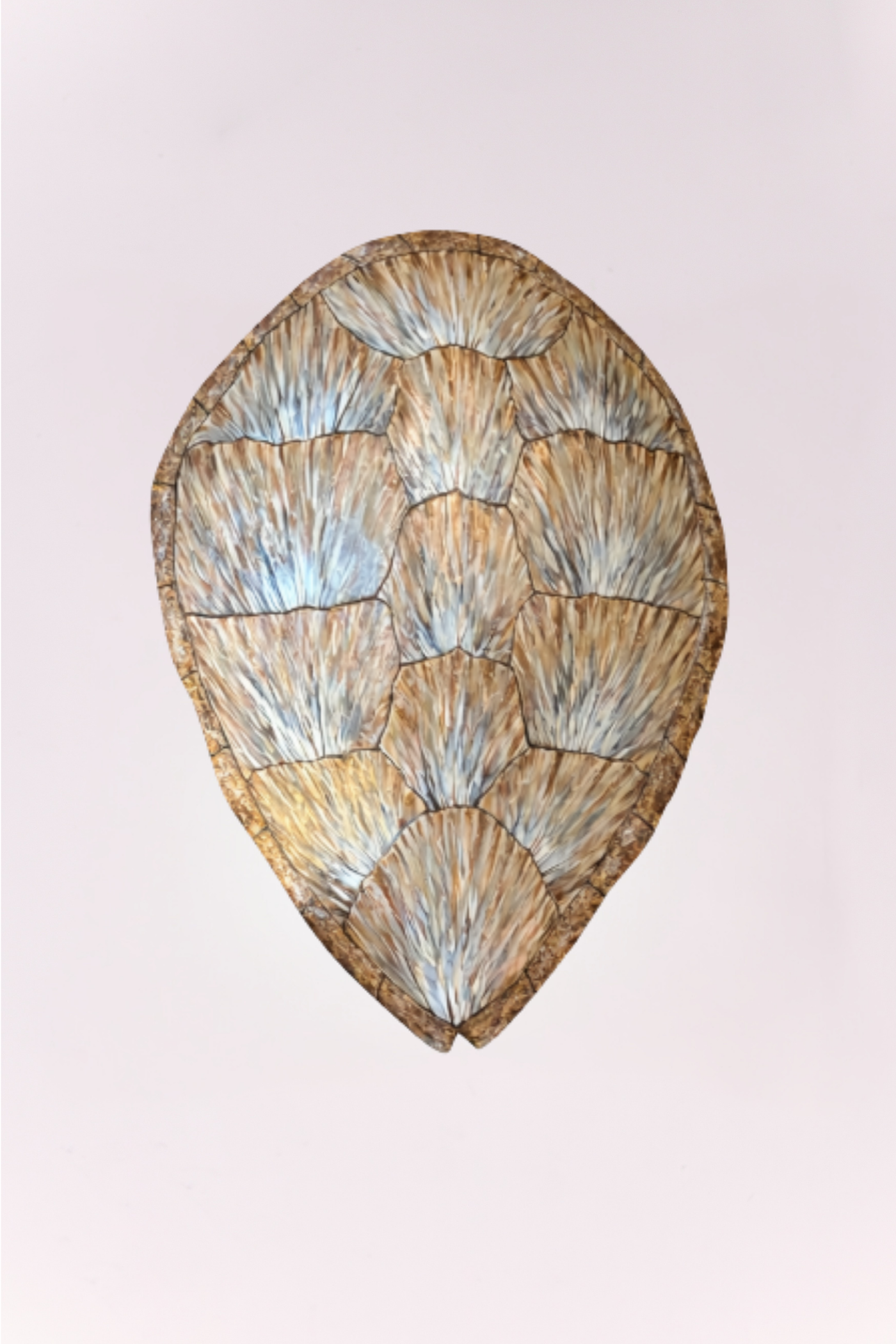 Turtle Shell Wall Decor -Lt Brown