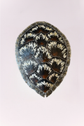 Turtle Shell Wall Decor- Dark Brown