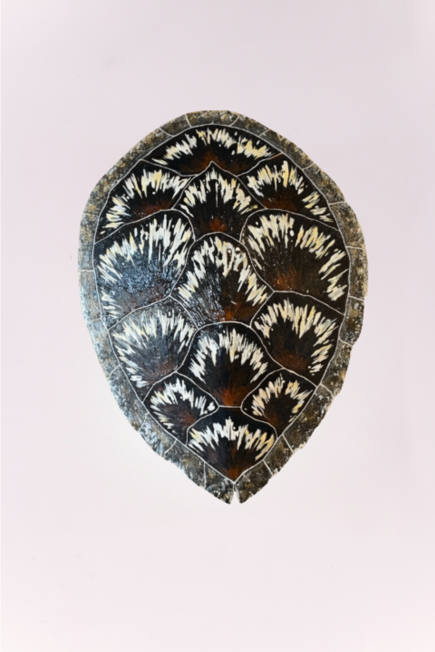 Turtle Shell Wall Decor- Dark Brown