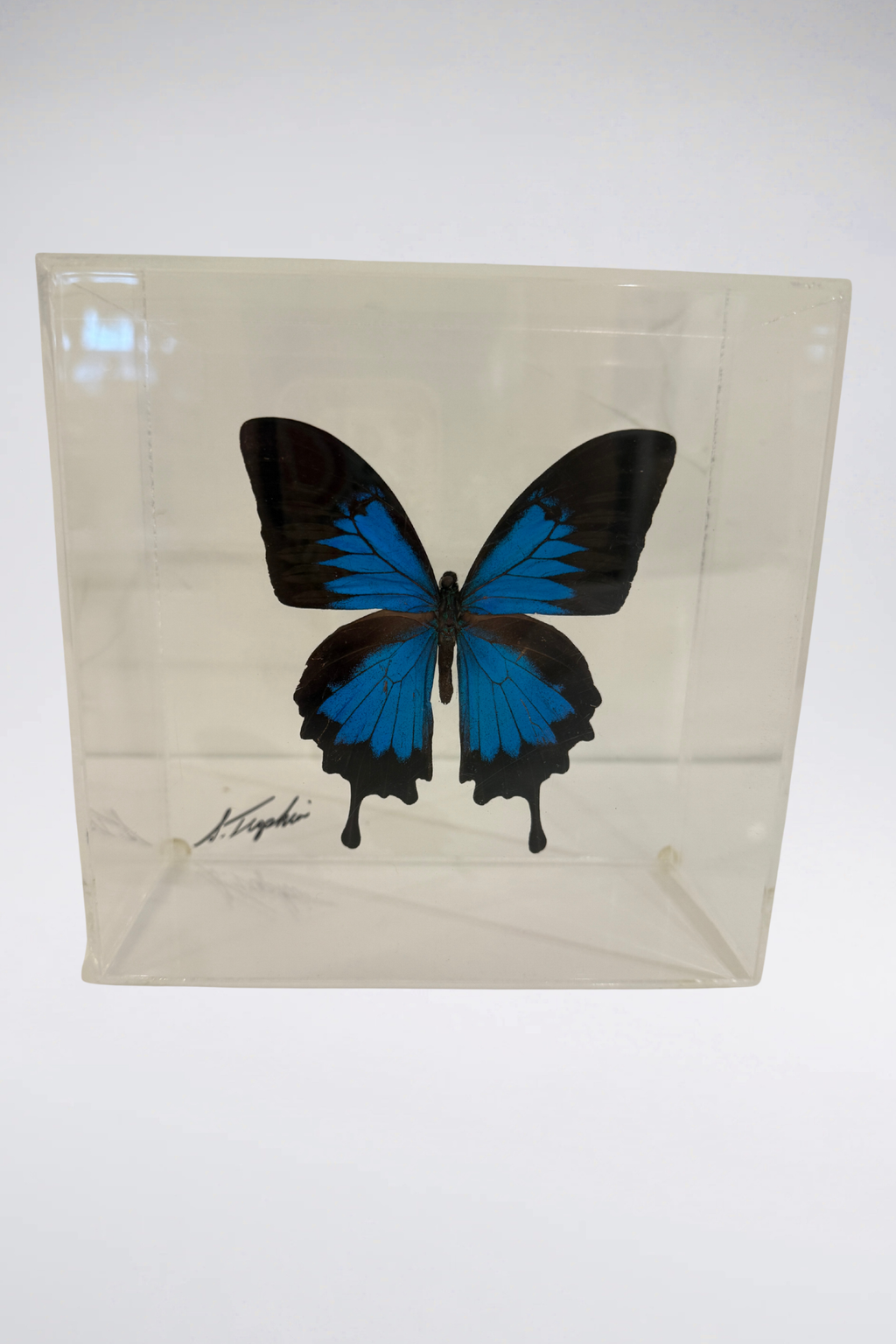 Signed Lucite Butterfly Box Displays (Sold Separately)