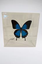 Signed Lucite Butterfly Box Displays (Sold Separately)