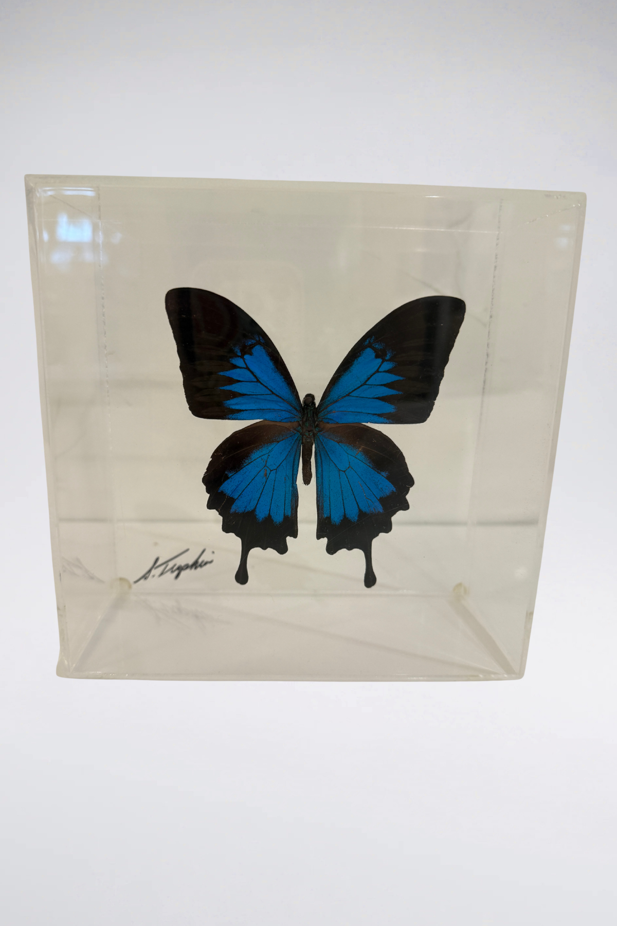 Signed Lucite Butterfly Box Displays (Sold Separately)