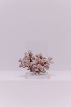 Decorative Pink Cauliflower Coral
