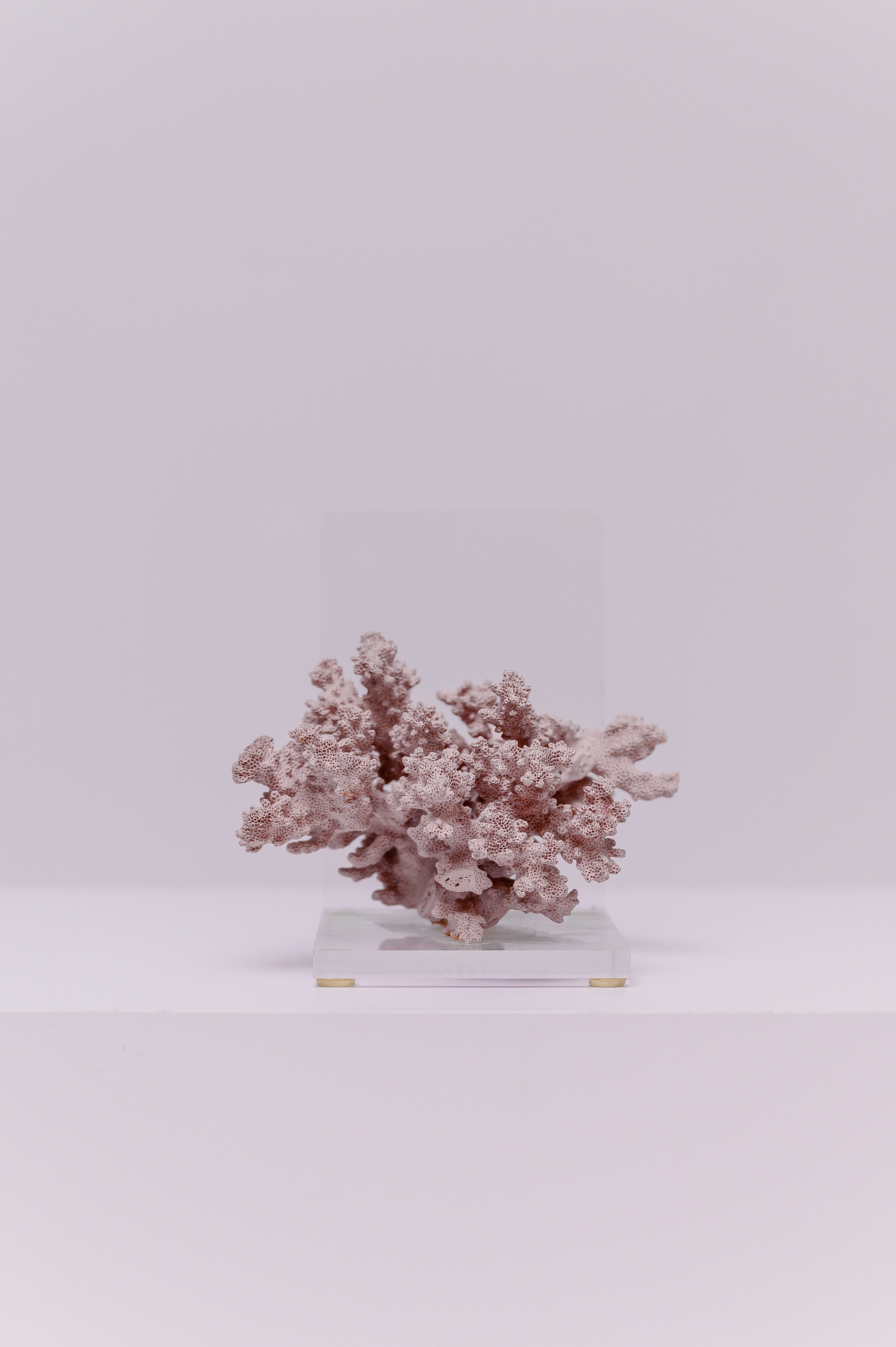 Decorative Pink Cauliflower Coral