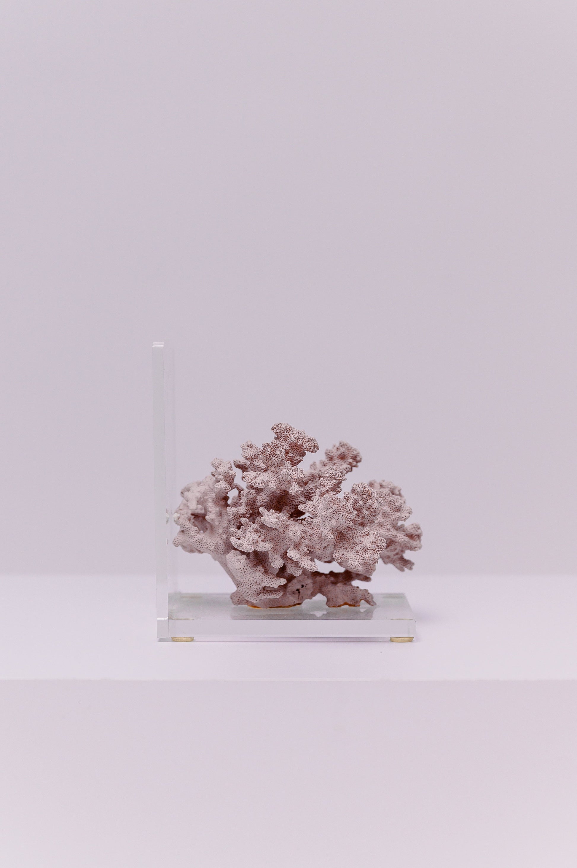 This decorative piece of natural cauliflower coral is a sculptural object suitable for display on a shelf, desk, or table. This specimen is a natural piece of marine life that can add a coastal or beach-themed touch to home decor. 
