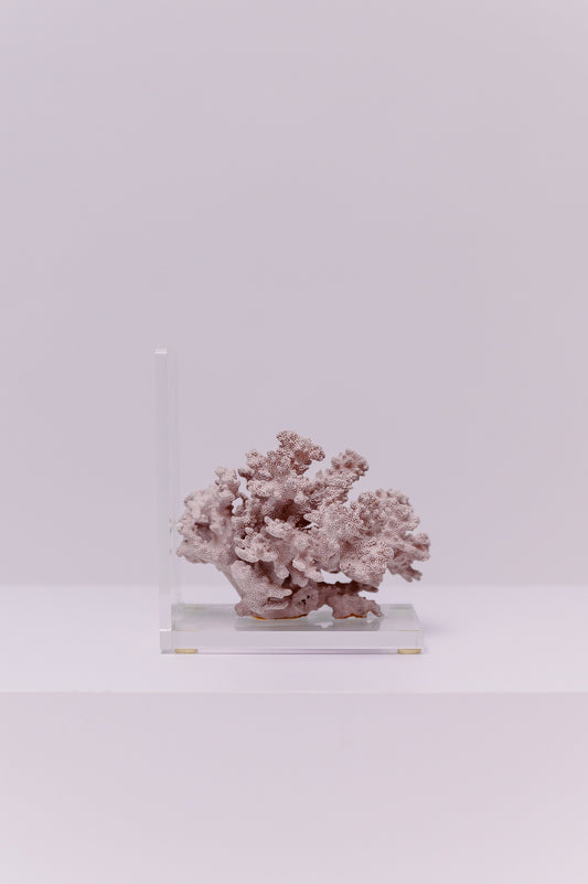 This decorative piece of natural cauliflower coral is a sculptural object suitable for display on a shelf, desk, or table. This specimen is a natural piece of marine life that can add a coastal or beach-themed touch to home decor. 