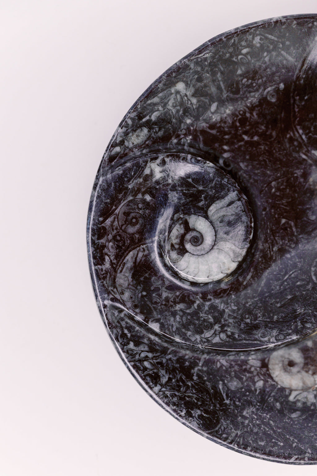 Fossilized Orthoceras and Ammonite Plate