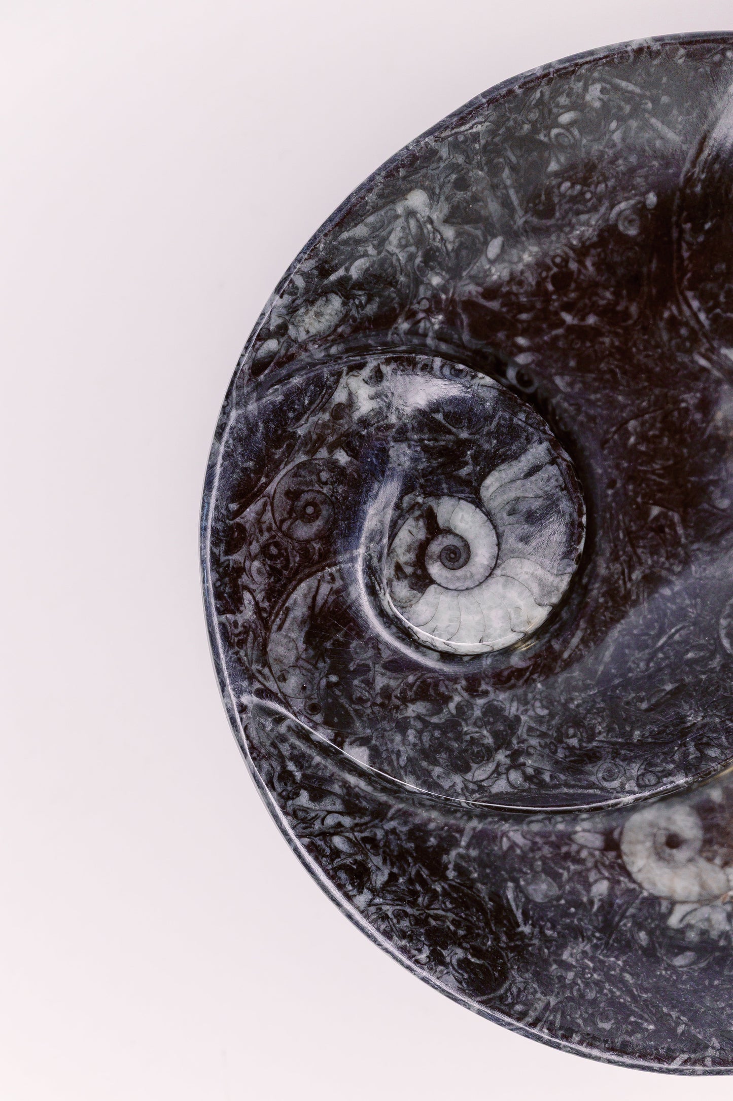 Fossilized Orthoceras and Ammonite Plate