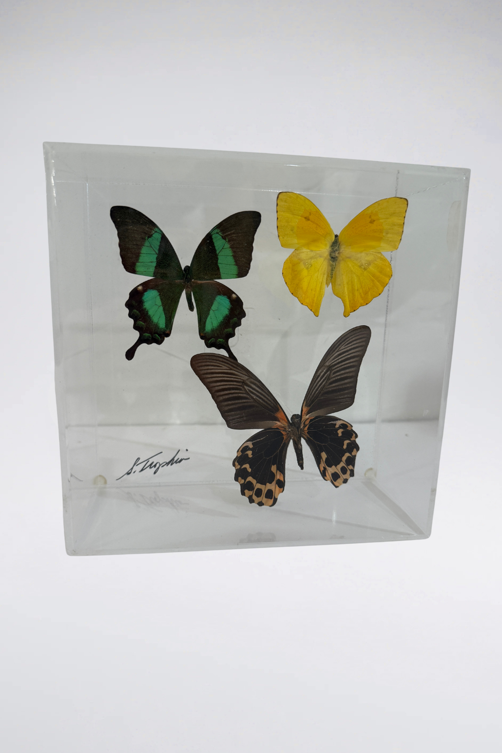 Signed Lucite Butterfly Box Displays (Sold Separately)