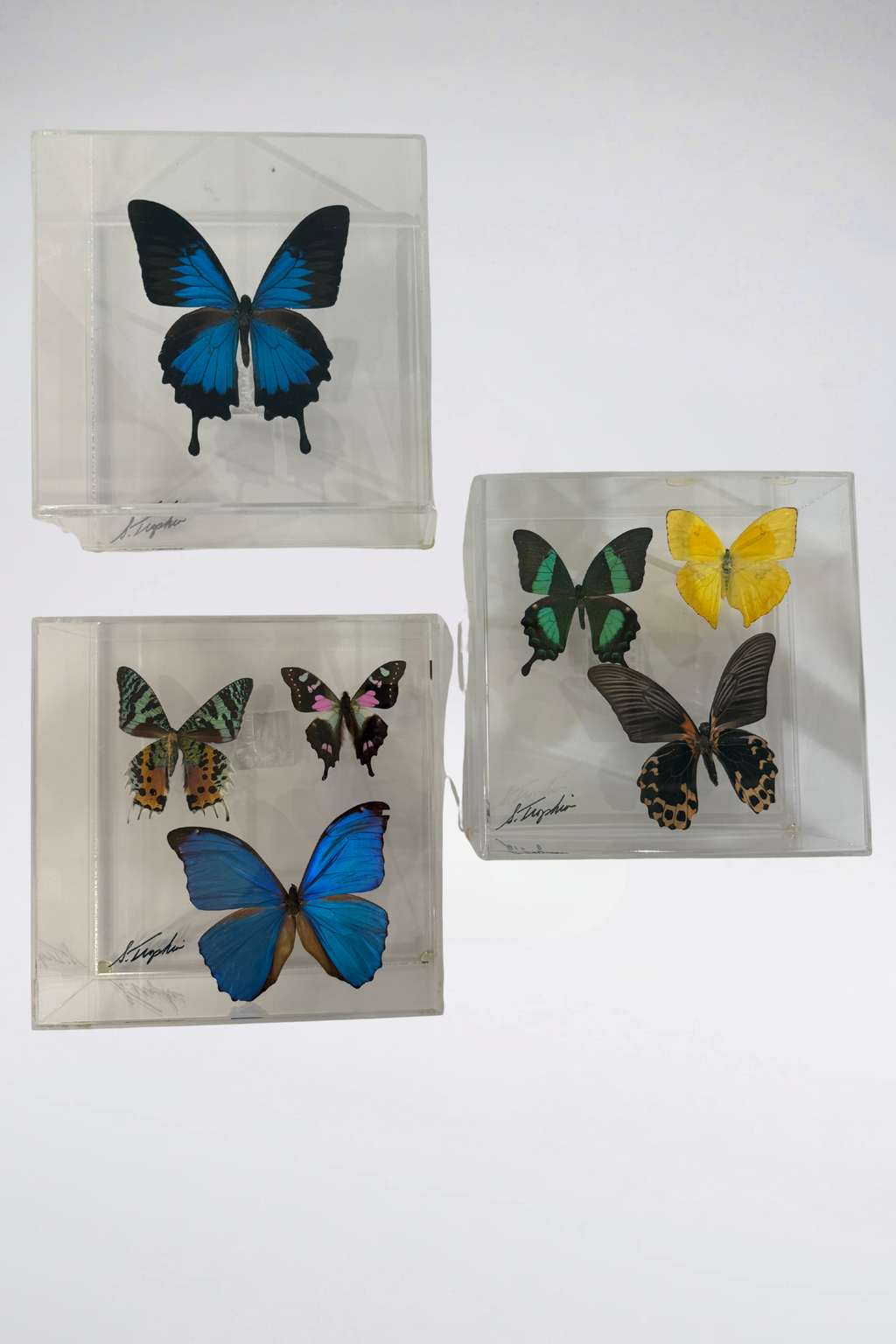 Lucite Butterfly Box Displays Signed Set of 3