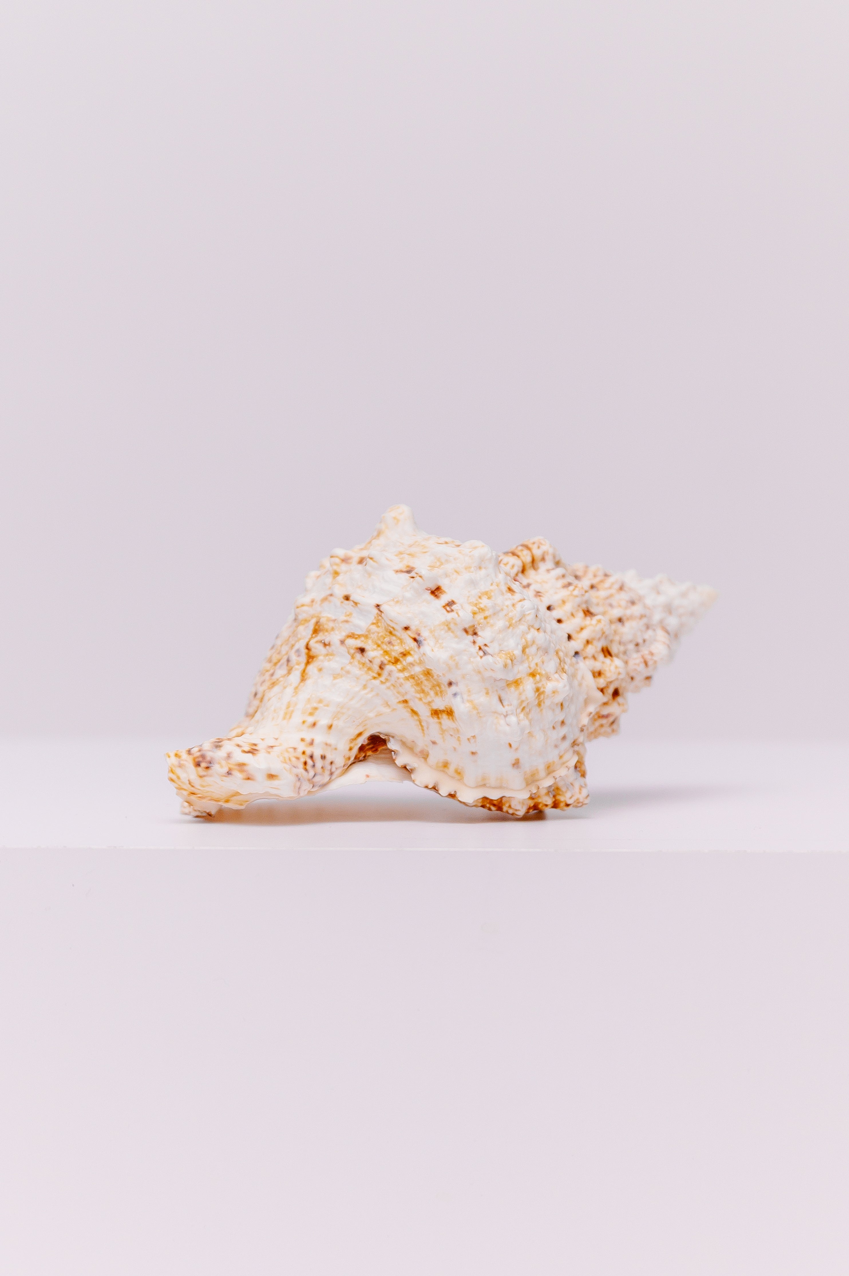 Natural Giant Frog Seashell