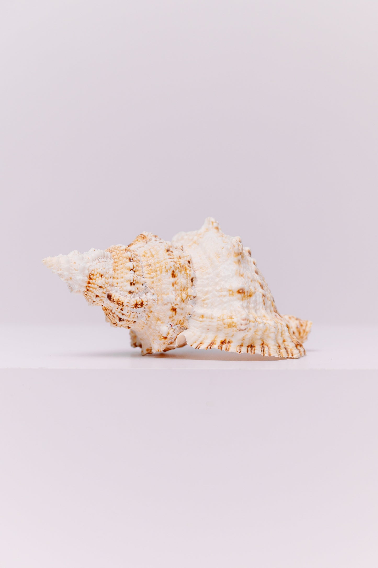 This large, natural Giant Frog Seashell is a striking piece of oceanic art, characterized by its creamy white base color, a bumpy, textured surface, and natural brown and orange markings. Its impressive size and wart-like protrusions make it a standout decorative item for any coastal-themed home or office decor. Each shell is a unique specimen, perfect for adding an authentic touch of the sea to a collection, a centerpiece, or a display shelf.