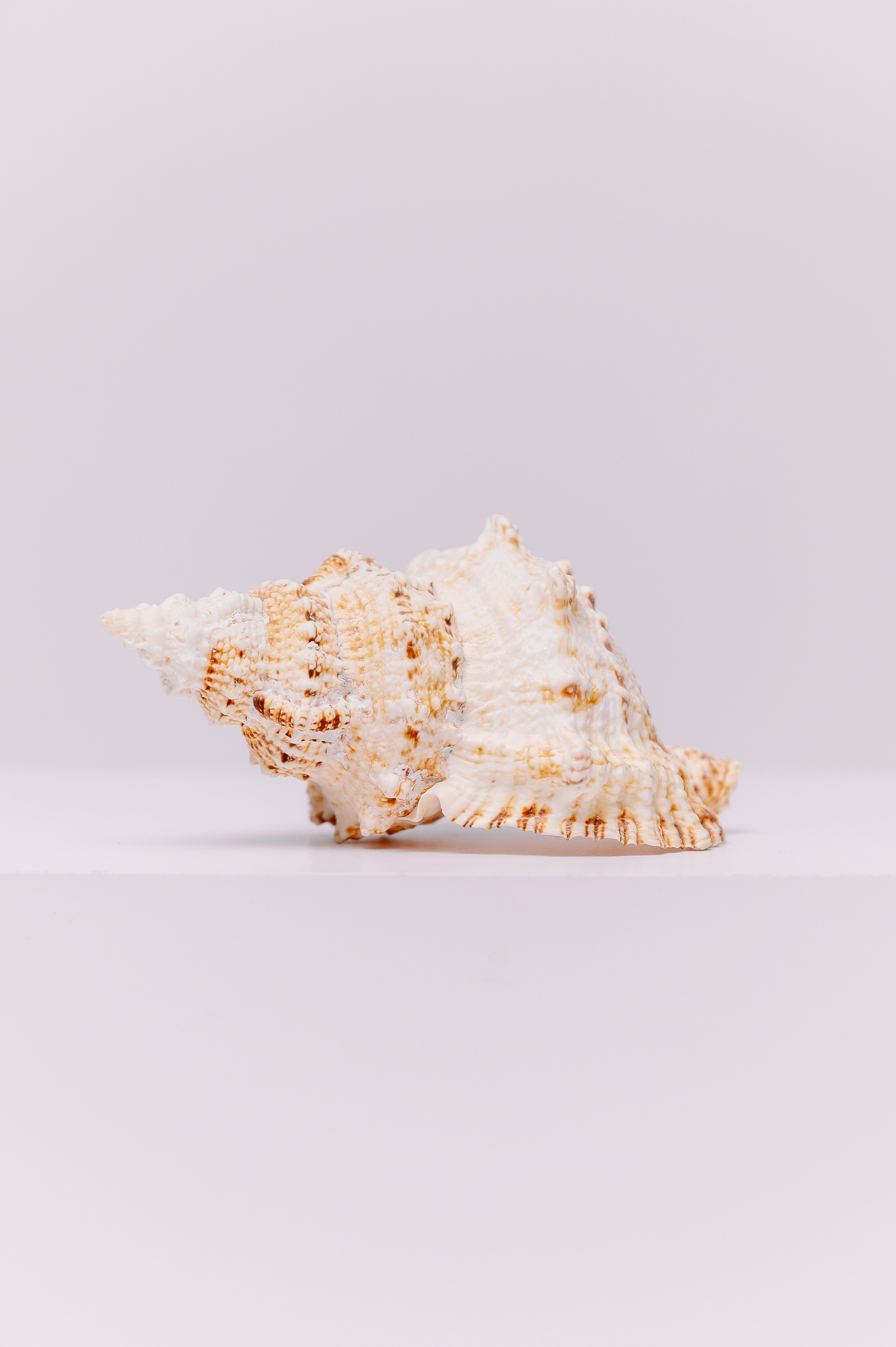 This large, natural Giant Frog Seashell is a striking piece of oceanic art, characterized by its creamy white base color, a bumpy, textured surface, and natural brown and orange markings. Its impressive size and wart-like protrusions make it a standout decorative item for any coastal-themed home or office decor. Each shell is a unique specimen, perfect for adding an authentic touch of the sea to a collection, a centerpiece, or a display shelf.