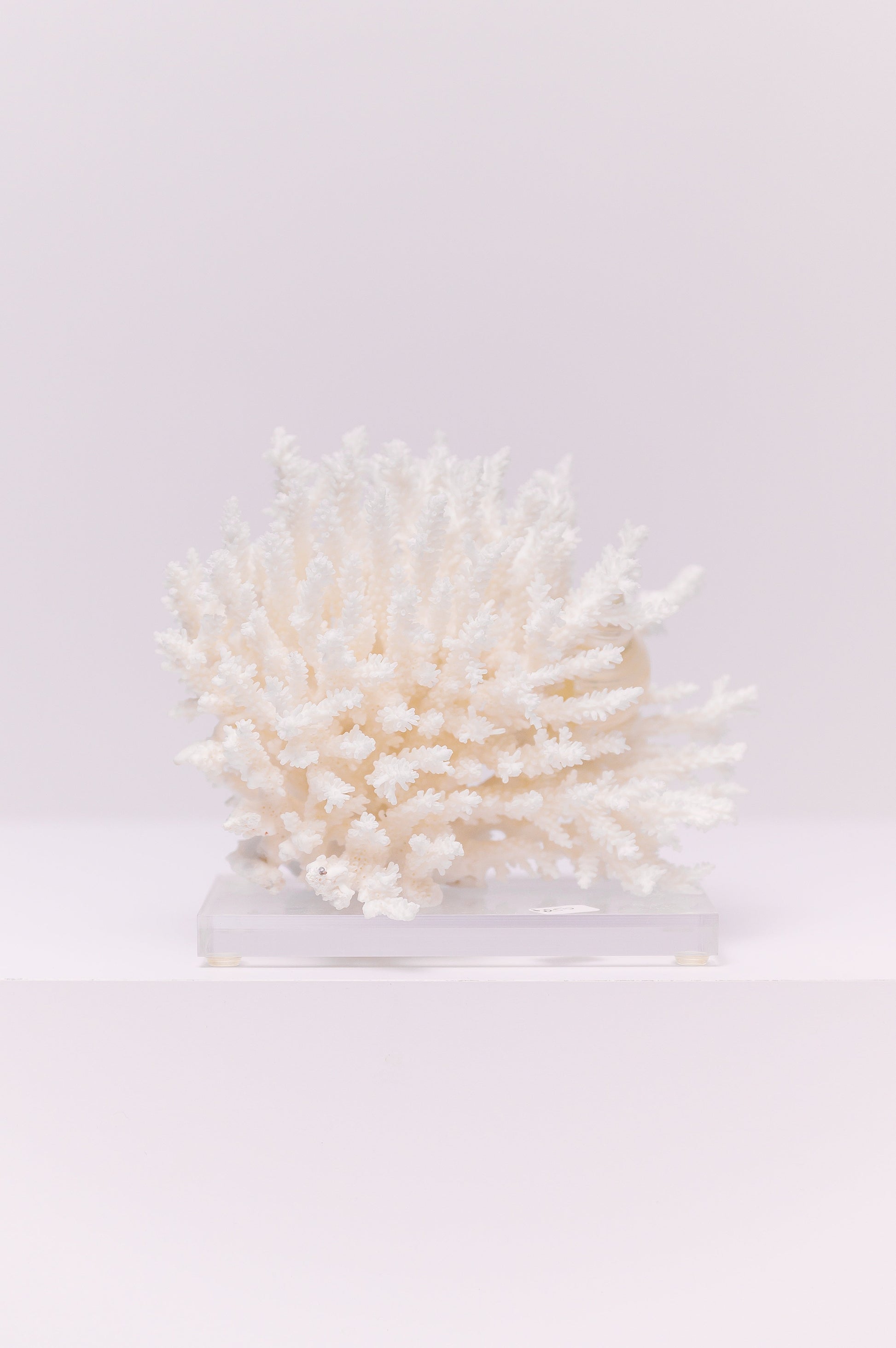 This coral has a delicate, dense skeleton that is bleached to a crisp white, making it a striking contrast against the clear acrylic base it is mounted on. This piece serves as an elegant and unique decorative item, perfect for adding a coastal or nautical theme to a shelf, mantle, or tabletop.