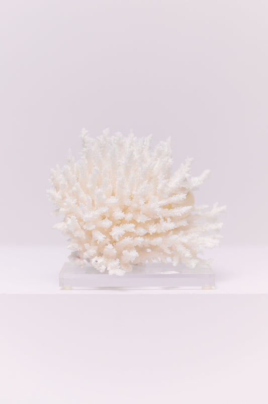 This coral has a delicate, dense skeleton that is bleached to a crisp white, making it a striking contrast against the clear acrylic base it is mounted on. This piece serves as an elegant and unique decorative item, perfect for adding a coastal or nautical theme to a shelf, mantle, or tabletop.