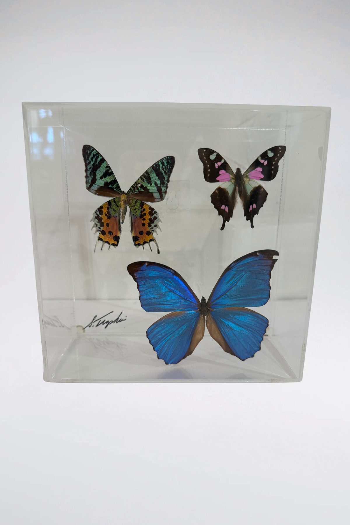 Signed Lucite Butterfly Box Displays (Sold Separately)