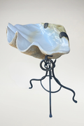 Oyster Shell Display