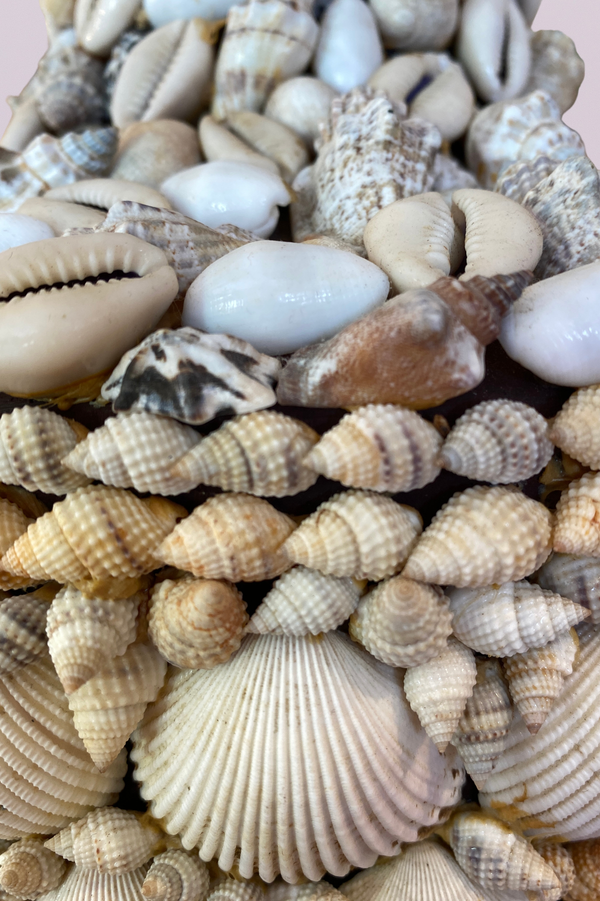 The Coquina Shell Table Lamp