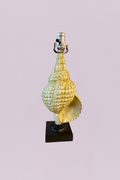 The Siren’s Call Sculptural Conch Lamp
