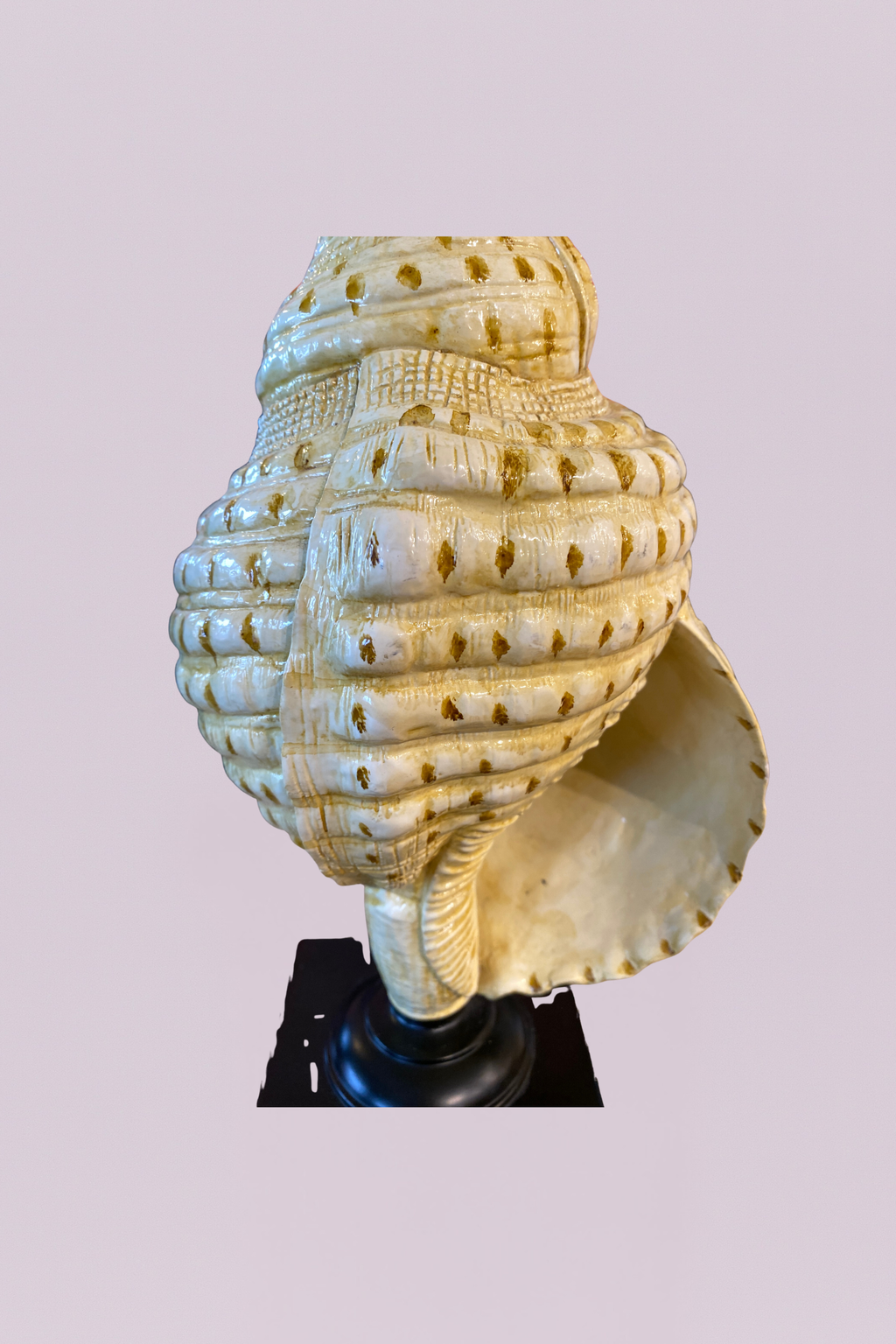 The Siren’s Call Sculptural Conch Lamp