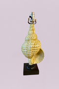 The Siren’s Call Sculptural Conch Lamp