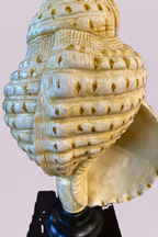 The Siren’s Call Sculptural Conch Lamp