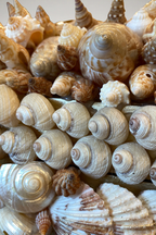 The Sovereign Shell Box