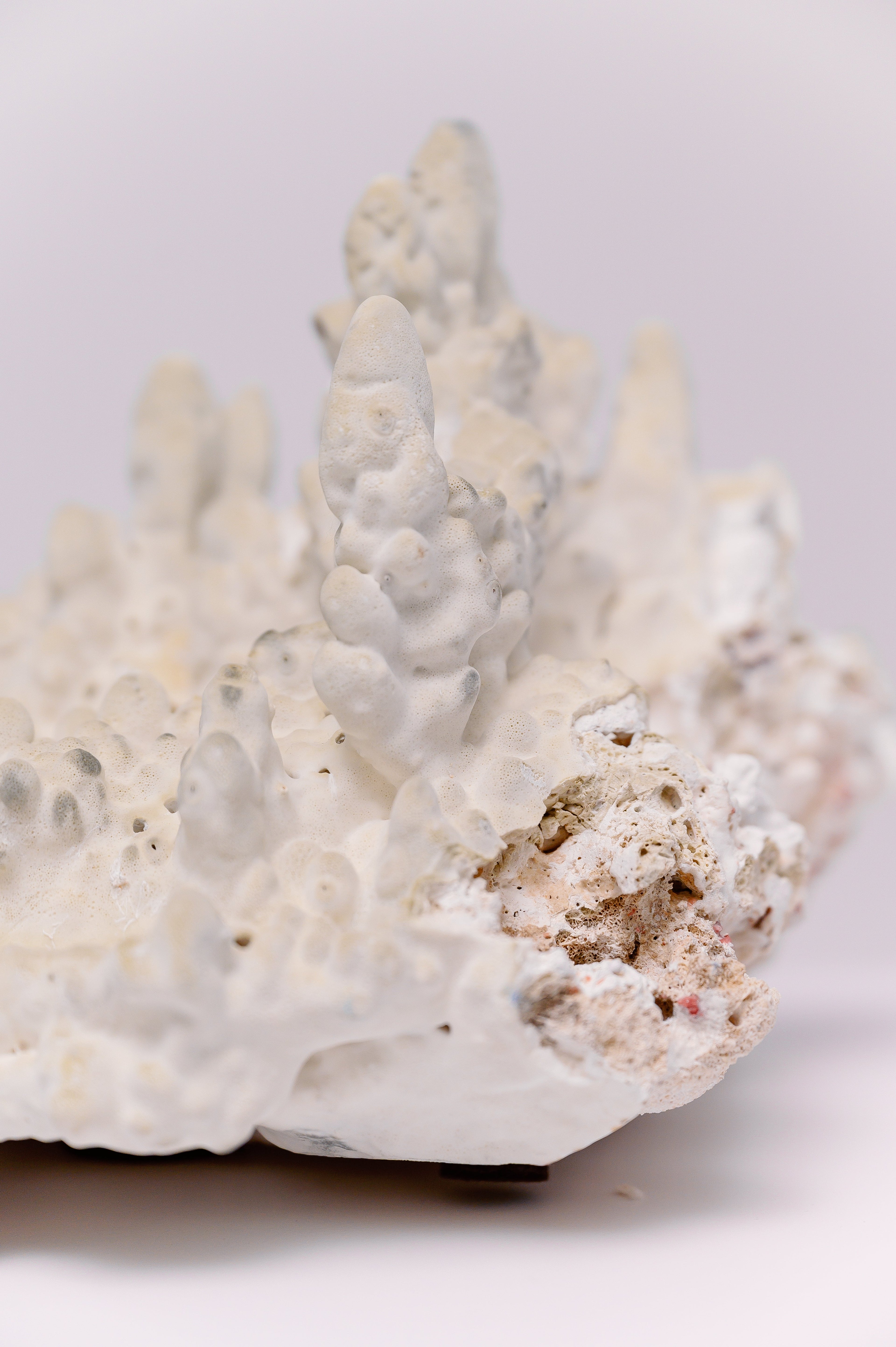 White Staghorn Coral Cluster