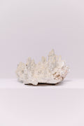An exquisite natural staghorn coral specimen showcasing sculptural peaks and organic texture in soft ivory tones. Each ridge tells the story of the sea, making this piece a timeless accent for any coastal or collected interior. Perfect atop stacked design books or as a centerpiece on a console, it brings quiet luxury and natural artistry to your space.