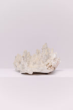 An exquisite natural staghorn coral specimen showcasing sculptural peaks and organic texture in soft ivory tones. Each ridge tells the story of the sea, making this piece a timeless accent for any coastal or collected interior. Perfect atop stacked design books or as a centerpiece on a console, it brings quiet luxury and natural artistry to your space.