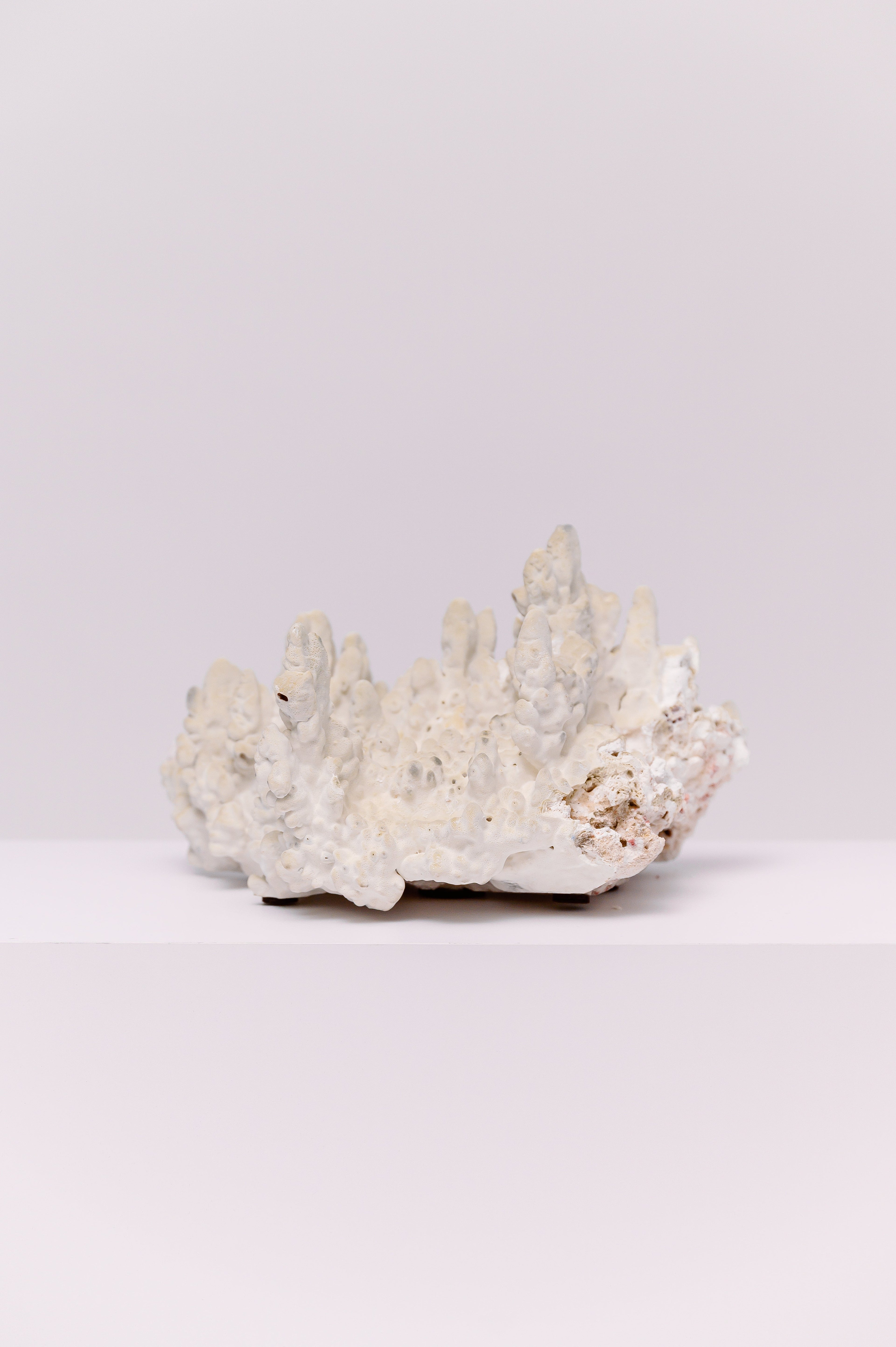An exquisite natural staghorn coral specimen showcasing sculptural peaks and organic texture in soft ivory tones. Each ridge tells the story of the sea, making this piece a timeless accent for any coastal or collected interior. Perfect atop stacked design books or as a centerpiece on a console, it brings quiet luxury and natural artistry to your space.