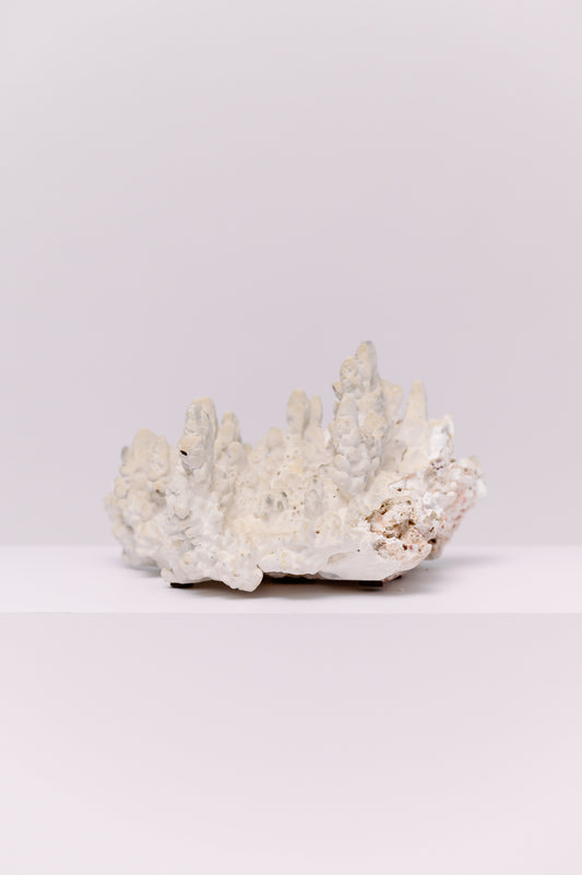 An exquisite natural staghorn coral specimen showcasing sculptural peaks and organic texture in soft ivory tones. Each ridge tells the story of the sea, making this piece a timeless accent for any coastal or collected interior. Perfect atop stacked design books or as a centerpiece on a console, it brings quiet luxury and natural artistry to your space.