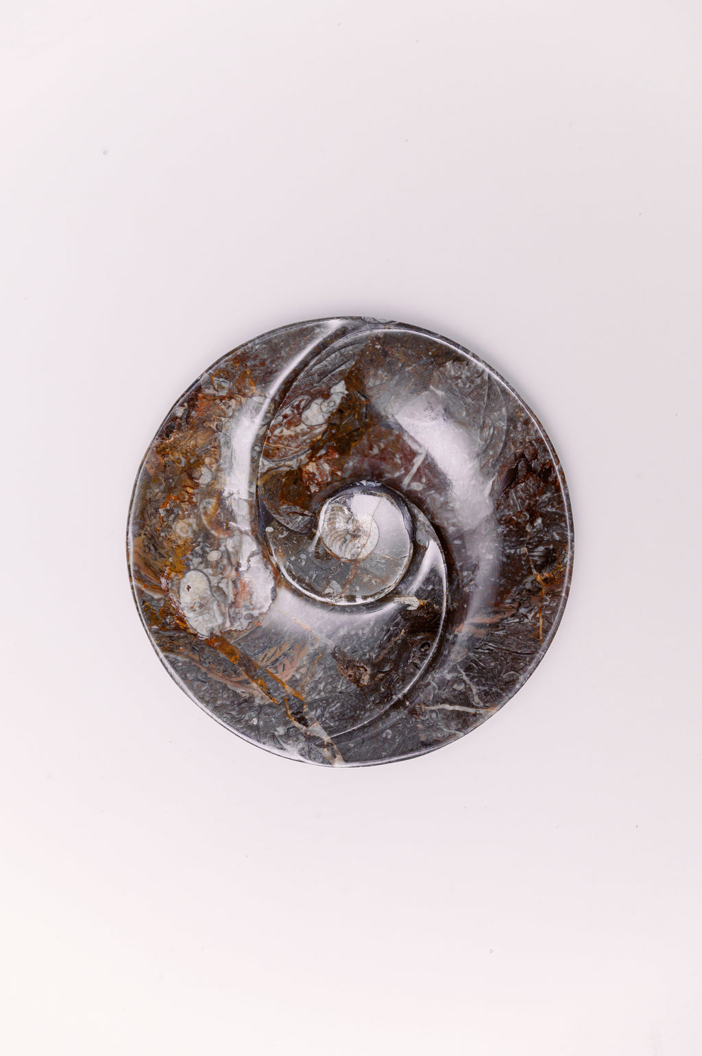 Yin and Yang Ammonite Fossil Plate