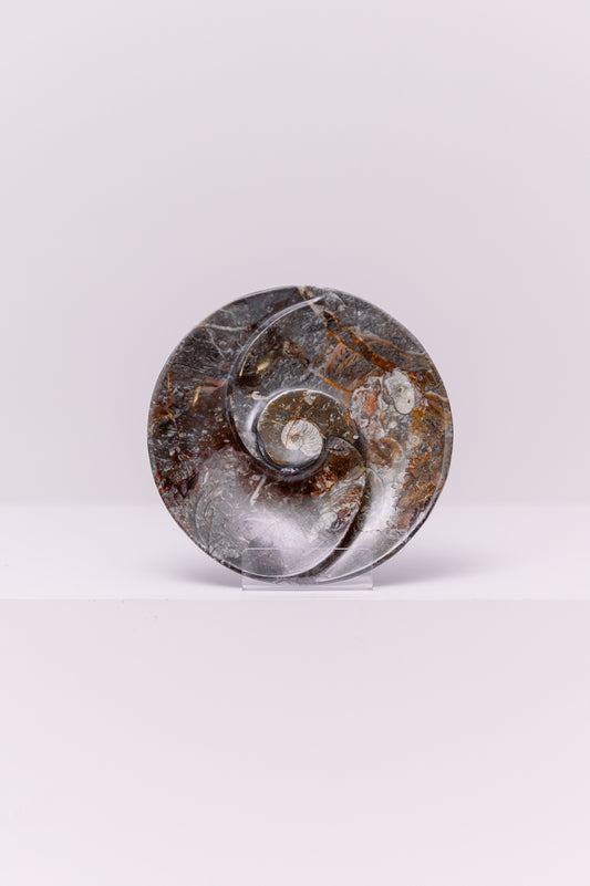 This Ammonite fossil has been meticulously prepared to reveal the intricate internal chambers, which have been beautifully preserved through mineralization with dark calcite and other minerals, creating a striking visual contrast to the polished exterior. This unique piece of natural history serves as a stunning decorative item and a testament to the ancient marine life that once inhabited Earth's oceans.